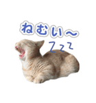 ねこのむぎあお（2）（個別スタンプ：6）
