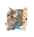 ねこのむぎあお（2）（個別スタンプ：7）