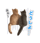 ねこのむぎあお（2）（個別スタンプ：8）