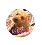 トイプードル べりーの日常会話 編（個別スタンプ：3）