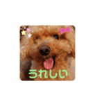 トイプードル べりーの日常会話 編（個別スタンプ：5）