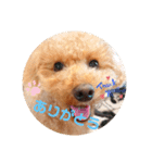 トイプードル べりーの日常会話 編（個別スタンプ：7）