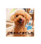 トイプードル べりーの日常会話 編（個別スタンプ：10）