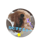トイプードル べりーの日常会話 編（個別スタンプ：14）