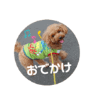 トイプードル べりーの日常会話 編（個別スタンプ：22）