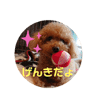 トイプードル べりーの日常会話 編（個別スタンプ：24）