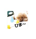 トイプードル べりーの日常会話 編（個別スタンプ：27）