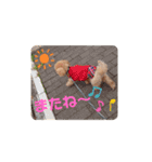 トイプードル べりーの日常会話 編（個別スタンプ：29）