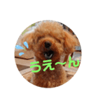 トイプードル べりーの日常会話 編（個別スタンプ：30）