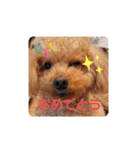 トイプードル べりーの日常会話 編（個別スタンプ：31）