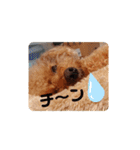 トイプードル べりーの日常会話 編（個別スタンプ：32）