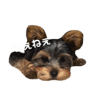ハルちゃんの日常だよ（個別スタンプ：28）