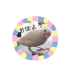 トイプードルと文鳥～挨拶～（個別スタンプ：8）