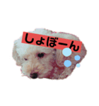 わんわんの気持ち（個別スタンプ：5）