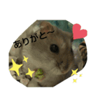 ジャンガリアンハムスターのマロンくん☆☆（個別スタンプ：5）