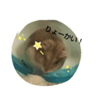 ジャンガリアンハムスターのマロンくん☆☆（個別スタンプ：6）