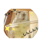 ジャンガリアンハムスターのマロンくん☆☆（個別スタンプ：11）