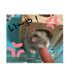 ジャンガリアンハムスターのマロンくん☆☆（個別スタンプ：12）
