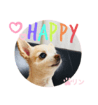 愛しのりんちゅけ♡スタンプ（個別スタンプ：6）