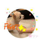 愛しのりんちゅけ♡スタンプ（個別スタンプ：11）