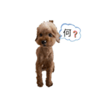 トイプードル かわいい（個別スタンプ：4）