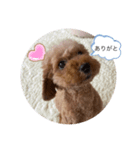 トイプードル かわいい（個別スタンプ：6）