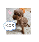 トイプードル かわいい（個別スタンプ：7）