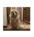 ペコのスタンプ2（個別スタンプ：3）