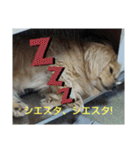 ペコのスタンプ2（個別スタンプ：6）