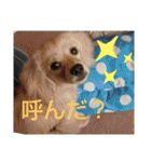 ペコのスタンプ2（個別スタンプ：8）