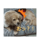 ペコのスタンプ2（個別スタンプ：27）