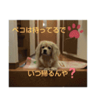 ペコのスタンプ2（個別スタンプ：36）