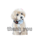 ちょこ犬スタンプ（個別スタンプ：1）