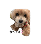 ちょこ犬スタンプ（個別スタンプ：2）