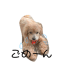 ちょこ犬スタンプ（個別スタンプ：3）