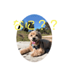 ちょこ犬スタンプ（個別スタンプ：4）