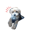 ちょこ犬スタンプ（個別スタンプ：6）