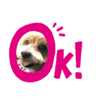 ちょこ犬スタンプ（個別スタンプ：8）