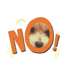 ちょこ犬スタンプ（個別スタンプ：9）
