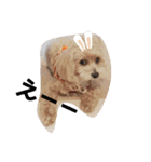 ちょこ犬スタンプ（個別スタンプ：13）