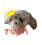 ちょこ犬スタンプ（個別スタンプ：15）