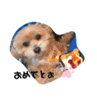 ちょこ犬スタンプ（個別スタンプ：19）