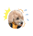 ちょこ犬スタンプ（個別スタンプ：21）