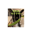 ラスタくん（個別スタンプ：6）