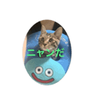 それいけパコちゃん2（個別スタンプ：8）