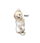 とろろんすたんぷ（個別スタンプ：1）