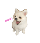 とろろんすたんぷ（個別スタンプ：5）