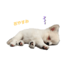 とろろんすたんぷ（個別スタンプ：6）