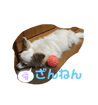 はっぴいと一緒（個別スタンプ：4）