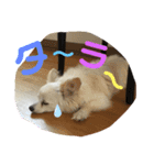 はっぴいと一緒（個別スタンプ：6）